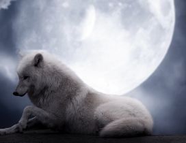 White wolf in light of moon in the night