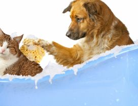 Dog and cat in a bathtub with foam