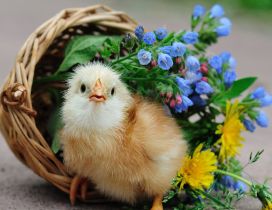 A cute chicken in a overturned basket with flowers