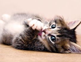 Cute kitten cleans their paws lying down