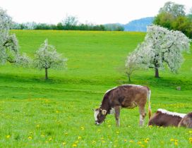 Two cows on the green and blooming hill