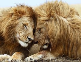 A lions couple in the grass - Love moment