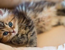 A gray cute kitten with blue eyes