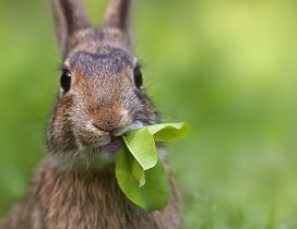 A brown rabbit with leaves in mouth