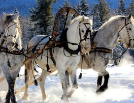 Three harnessed horses through snow