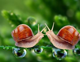 Two snails on the leave with water drops
