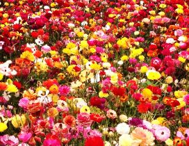 A field with colorful flowers