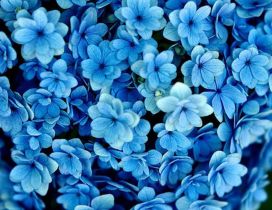 Many blue flowers - Beautiful wallpaper