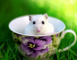 White hamster in a coffee cup in the grass