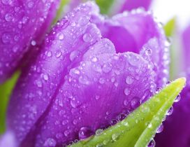 Purple tulips with water drops - Spring flowers