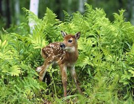 A sweet baby deer in the grass in forest
