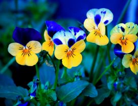 Beautiful blue and yellow pansies - Spring flowers