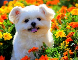 A white puppy with fluffy fur between orange flowers