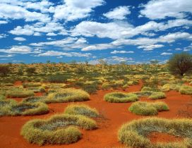 Small rings of green grass in desert Australia
