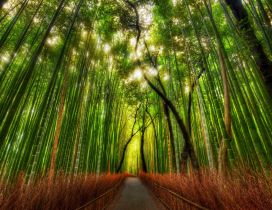 Green and red bamboo forest in the sunlight