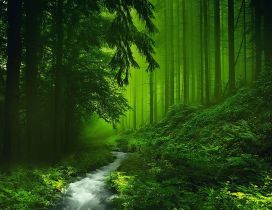 A clear river in the green forest - Fantasy place