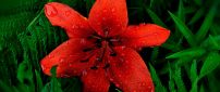 Red lily with raindrops between green ferns