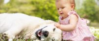 Baby girl plays with her white dog