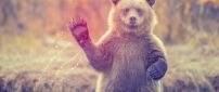 Brown bear waving to you