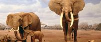 Elephant family in the dessert - HD wild animal