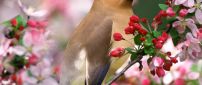 A beautiful brown bird on the blooming tree
