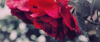 Red roses full of rainwater - HD Wallpaper