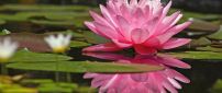 Pink lotus on the water - Water flower wallpaper