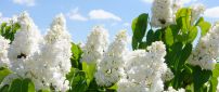 The beautiful white lilac is blooming
