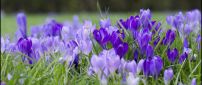 Many purple crocuses in the grass