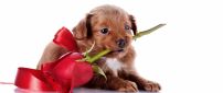 Sweet puppy with a red rose in mouth
