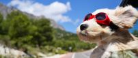 A white puppy with red swim glasses on the car window