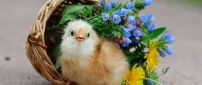A cute chicken in a overturned basket with flowers