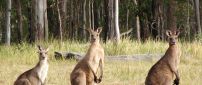 Three kangaroos in the field near the forest