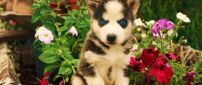 A cute husky puppy with blue eyes between flowers