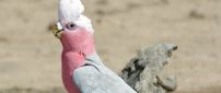 White and pink galah parrot on the sand