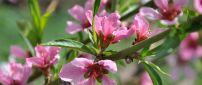 A branch with pink flowers - Spring wallpaper