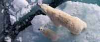 Polar bears on the ice, mother and cub