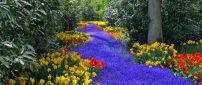 Beautiful colorful flowers - Relaxing nature in the park