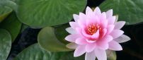 Pink lotus on the water - Water flower