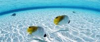 White and yellow fish on the seabed