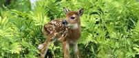 A sweet baby deer in the grass in forest