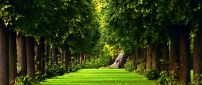 Green nature in the forest - Nature wallpaper