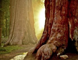 Strong sun shining through the tree trunks in the forest