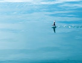 A sweet bird running on the blue water