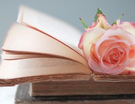 Pink rose on the book tabs - Romantic image