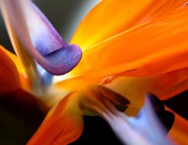 Beautiful purple and orange flower