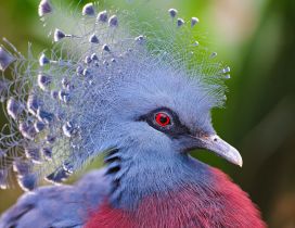Gray and red crowned pigeons - Beautiful feathers