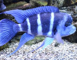 Striped blue fish in an aquarium - Fins wallpaper