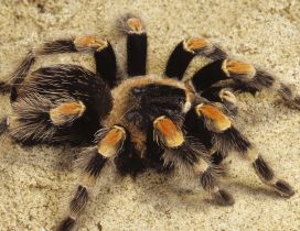 Black and yellow spider on the sand - Tarantula wallpaper