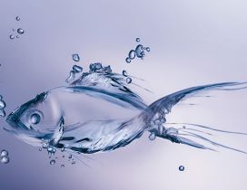 Water fish - HD fish wallpaper